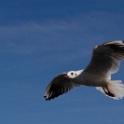 2009-09-dinard-OK (33)